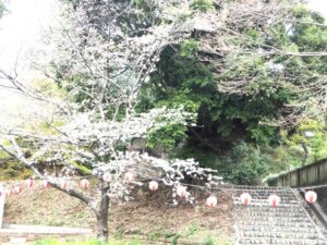 足利公園の桜の写真です。