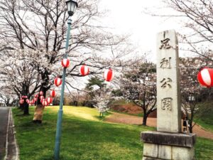 足利公園の桜の写真です。