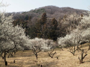 足利西渓園の梅の写真です。