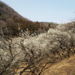 足利西渓園の梅の花の写真です。