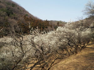 足利西渓園の梅の花の写真です。
