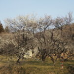 足利西渓園の梅の写真です。