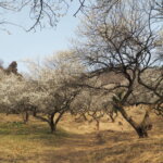 足利西渓園の梅の写真です。