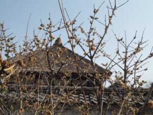 足利学校内：黒ロウバイの写真です。