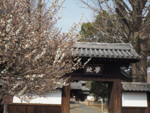 足利学校：学校門と梅の花の写真です。