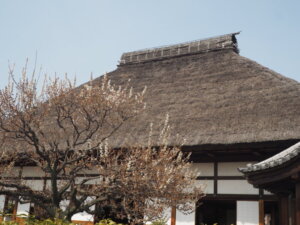 足利学校：方丈と梅の花の写真です。