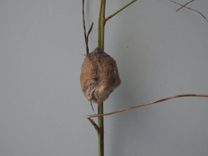 アスパラガスの枝に産み付けられたカマキリの卵の写真です。