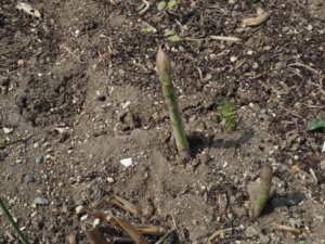 アスパラガスの芽の写真です。