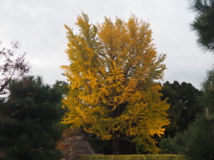 紅葉した足利学校のナンバンハゼ（楷樹）の写真です。