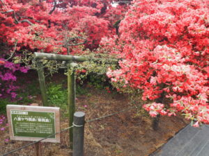 つつじが岡公園：ミノキリシマツツジの写真です。