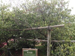 つつじが岡公園：「峯の松風」の写真です。