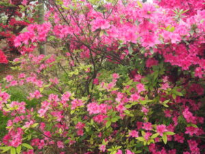つつじが岡公園：紅霧島の写真です。