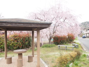 東屋と桜の写真です。