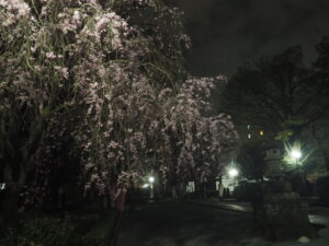鑁阿寺：参道の夜桜の写真です。