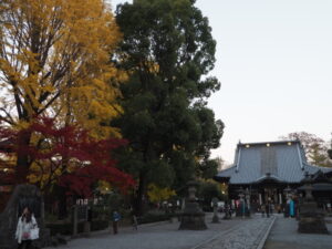 鑁阿寺本堂と大イチョウの写真です。