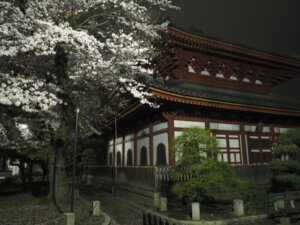 鑁阿寺：一切経堂の桜の写真です。