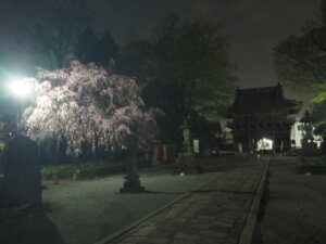 鑁阿寺：参道の夜桜の写真です。