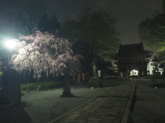 鑁阿寺：参道の夜桜の写真です。