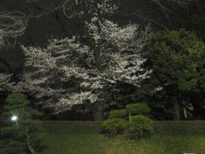 鑁阿寺：太鼓橋附近の桜の写真です。