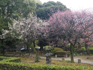 鑁阿寺：梅の花の写真です。