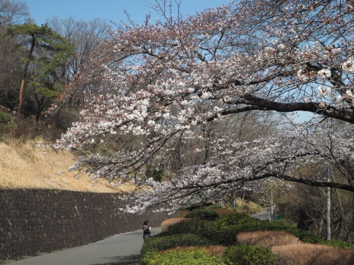 足利織姫神社:桜を見る美女の写真です。