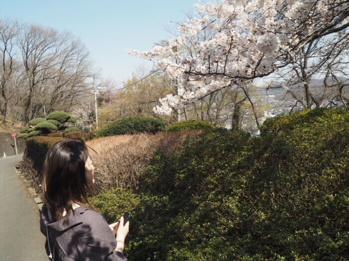 足利織姫神社:桜を見る美女の写真です。(Posted with permission)