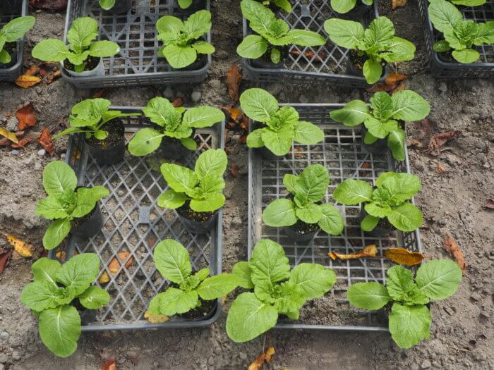 定植前のミニハクサイの写真です。