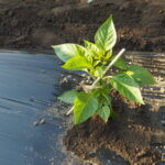 ピーマンの苗の写真です。