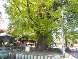 鑁阿寺：大銀杏の写真です。