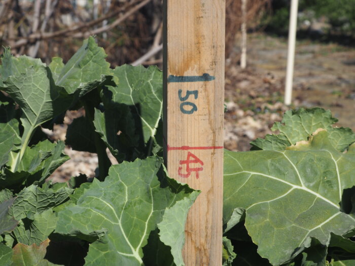 かき菜：大きい苗の写真です。