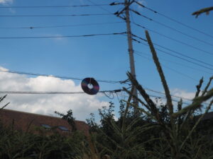 防鳥対策の写真です。