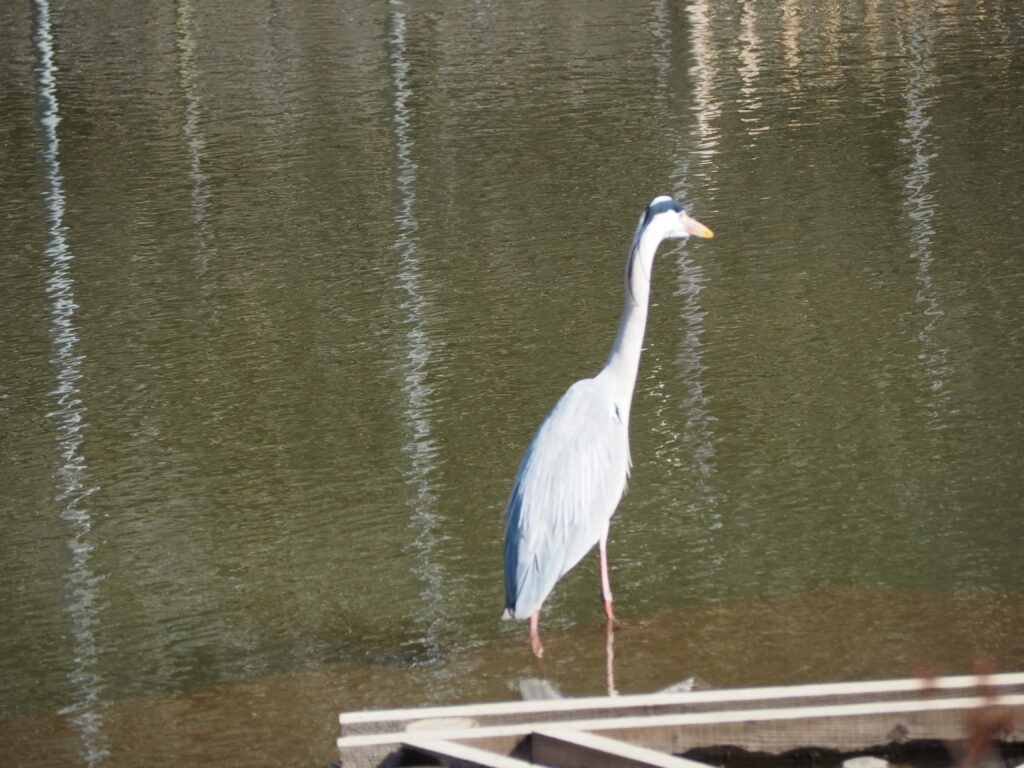 あしかがフラワーパーク：池にいた鳥の写真です。