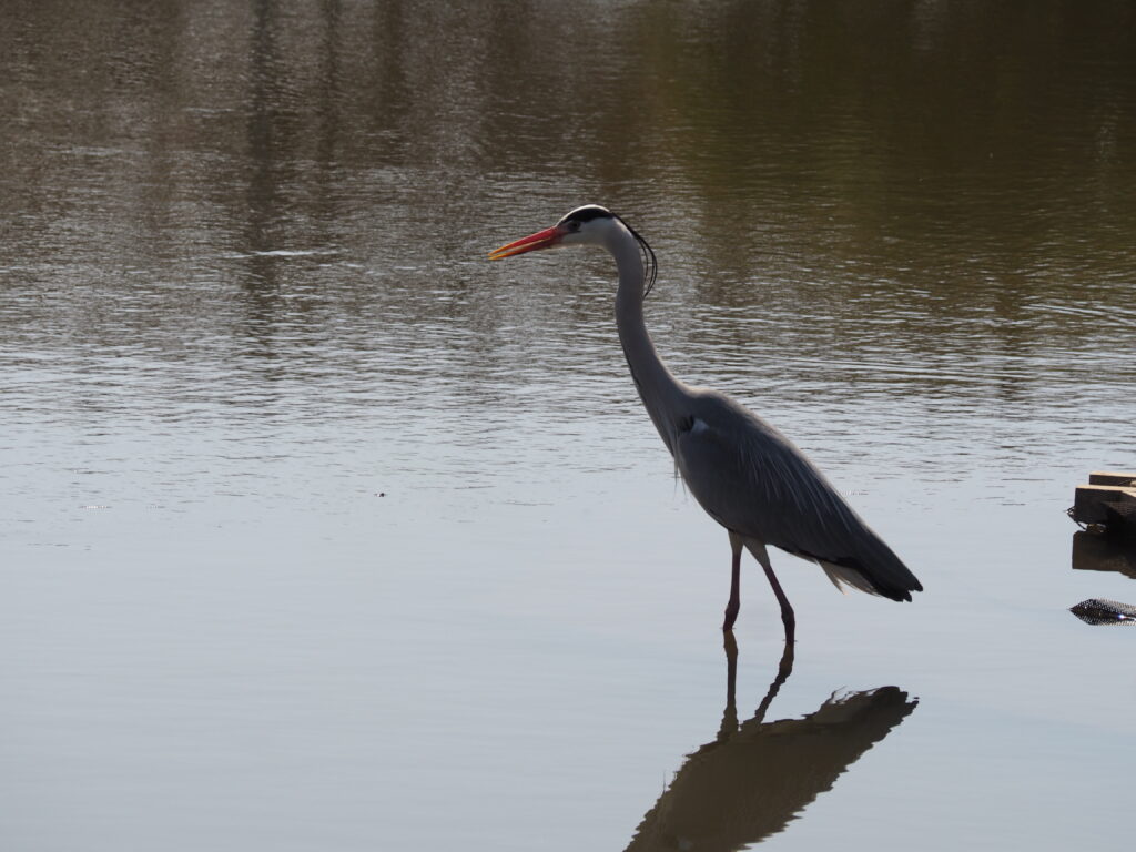 あしかがフラワーパーク：池にいた鳥の写真です。