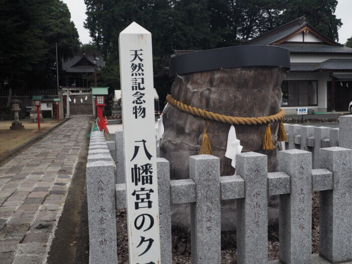 下野國一社八幡宮:クロマツの写真です。