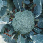 ブロッコリーの写真です。