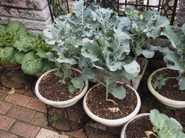 鉢植えのブロッコリーの写真です。