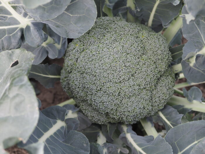 収穫適期を迎えたブロッコリーの写真です。