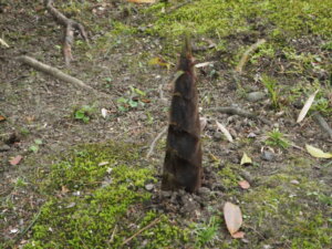 足利物外軒庭園の写真です。
