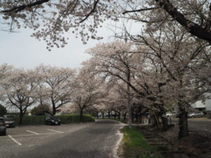 足利大学周辺の桜の写真です。