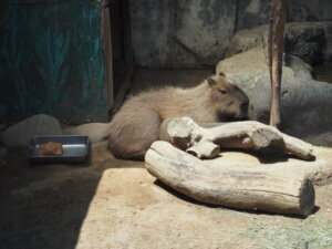 桐生が岡動物園のカピバラの写真です。