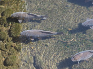 渡良瀬川を泳ぐ鯉の写真です。