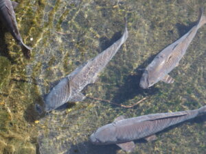 三栗谷用水で泳ぐ鯉の写真です。