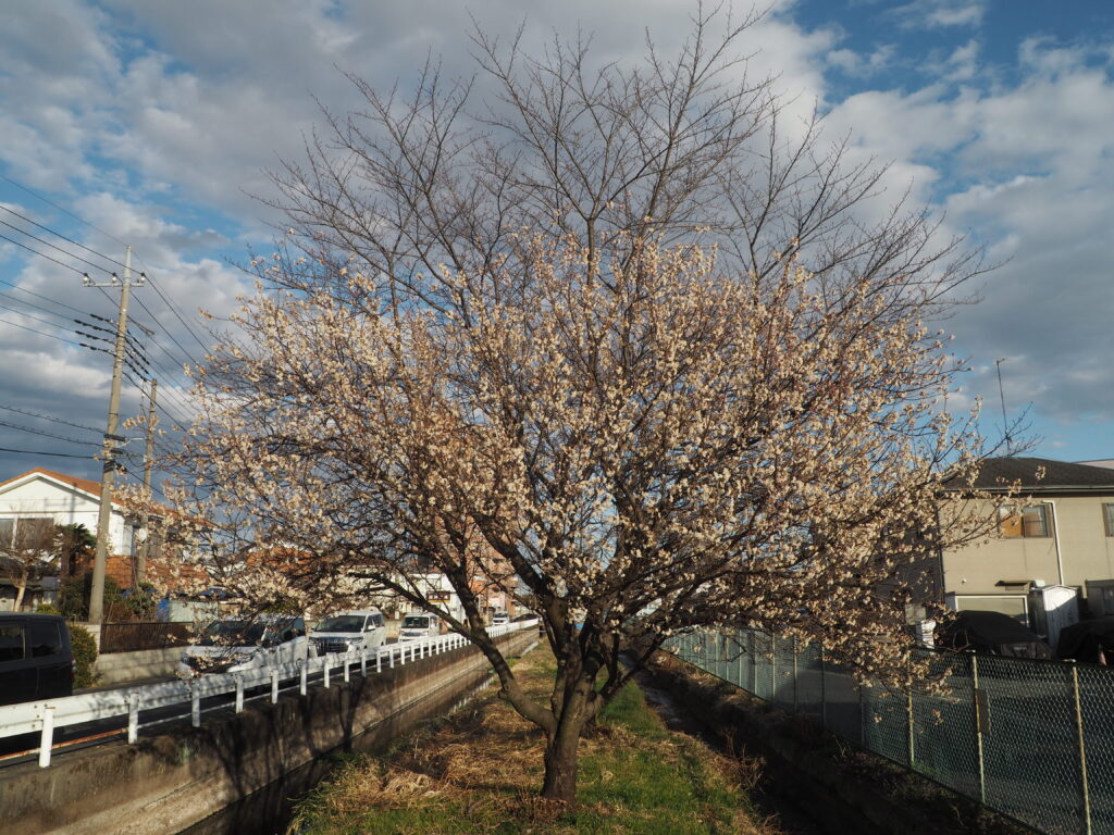 横手橋のサクランボの花の写真です。