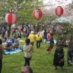 足利公園桜まつりの写真です。