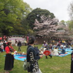足利公園桜まつりの写真です。