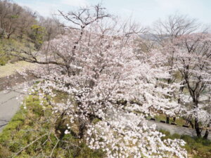 吊り橋から見る桜の写真です。