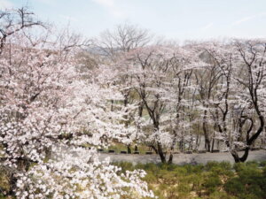 遊歩道から臨む桜の写真です。