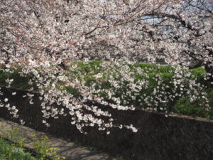 色鮮やかな桜の写真です。