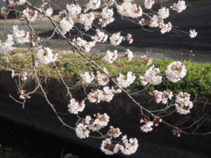 用水沿いに垂れ下がる桜の写真です。