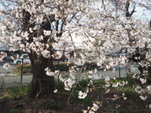 桜の写真です。